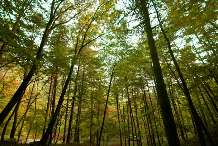 광릉추모공원(자연장지)