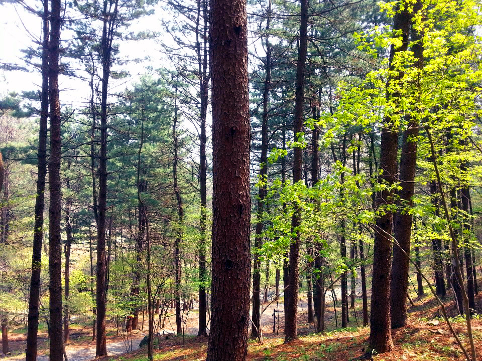 광릉추모공원(자연장지)