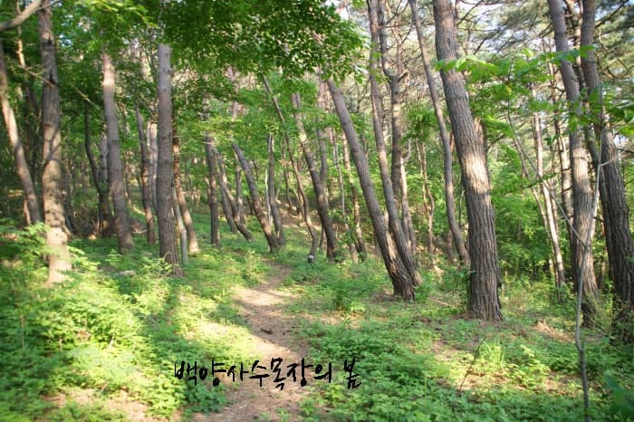 백양사수목장