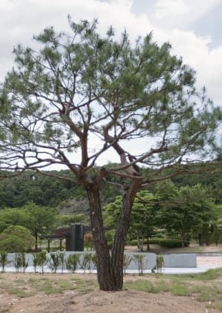 별그리다(별의숲)