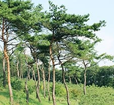 에버그린수목장