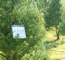 에버그린수목장