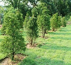 에버그린수목장