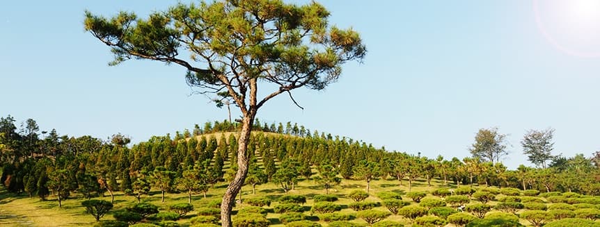 에버그린수목장