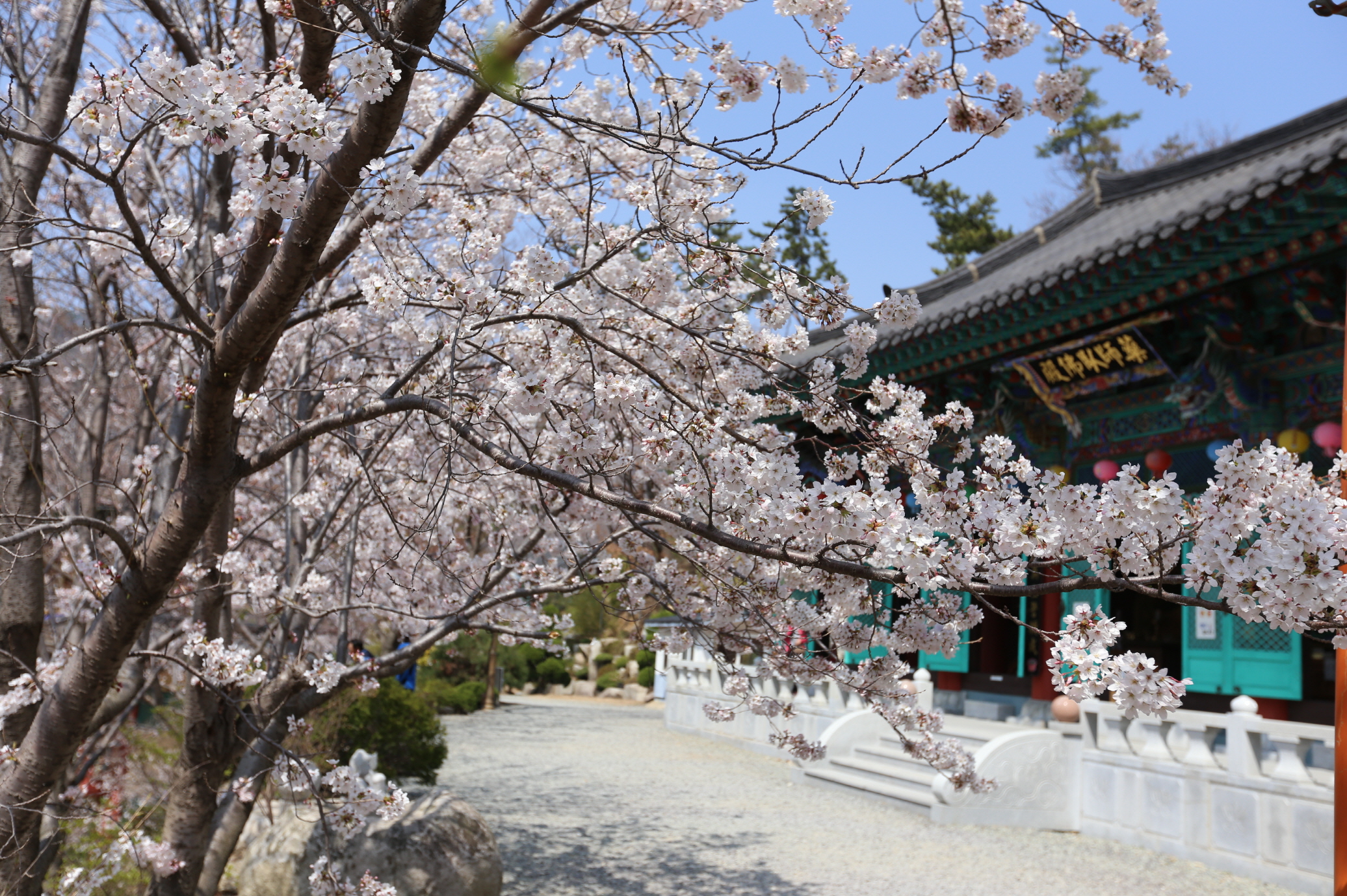 대한불교관음회조계종 백천사