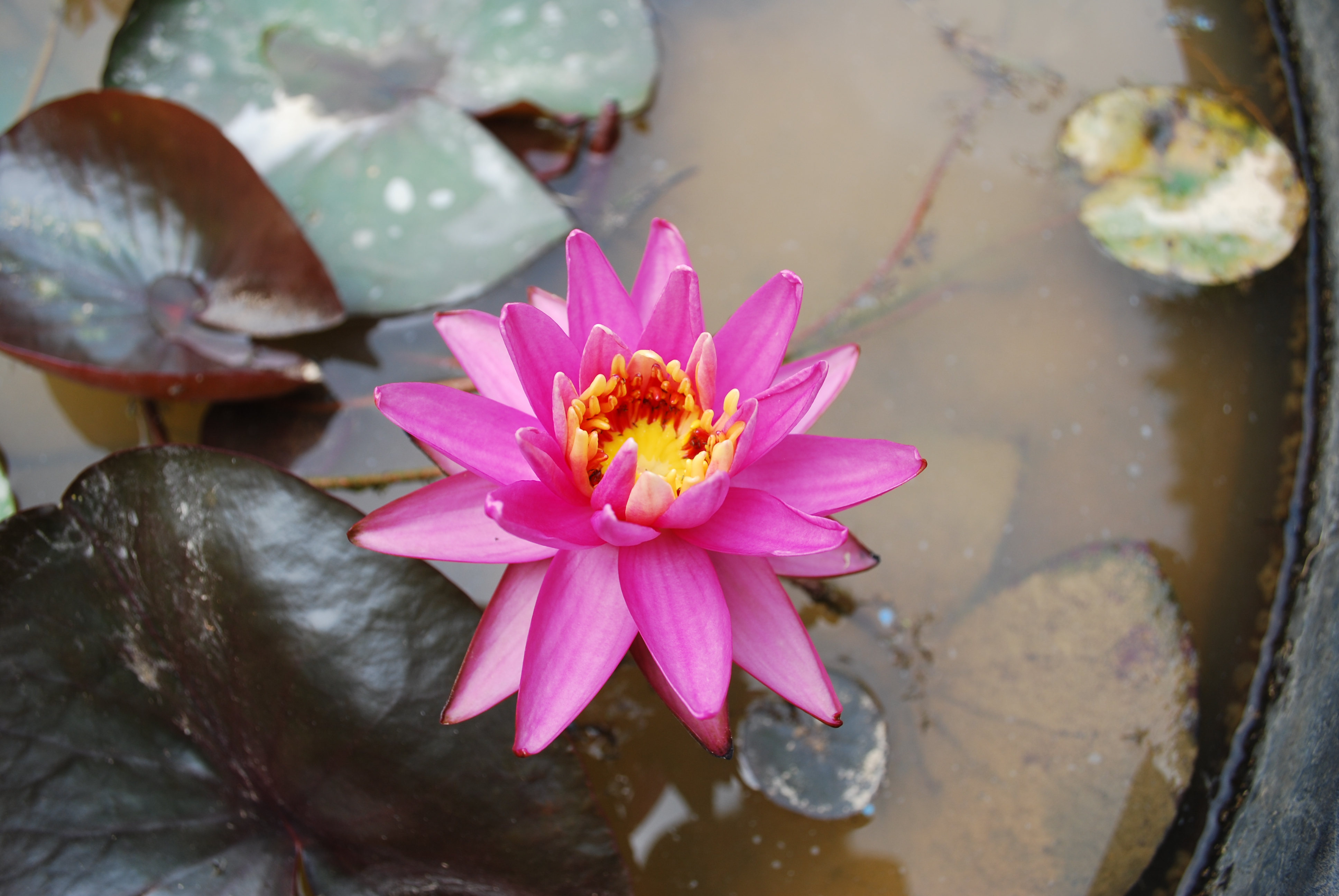 대한불교조계종 대원사