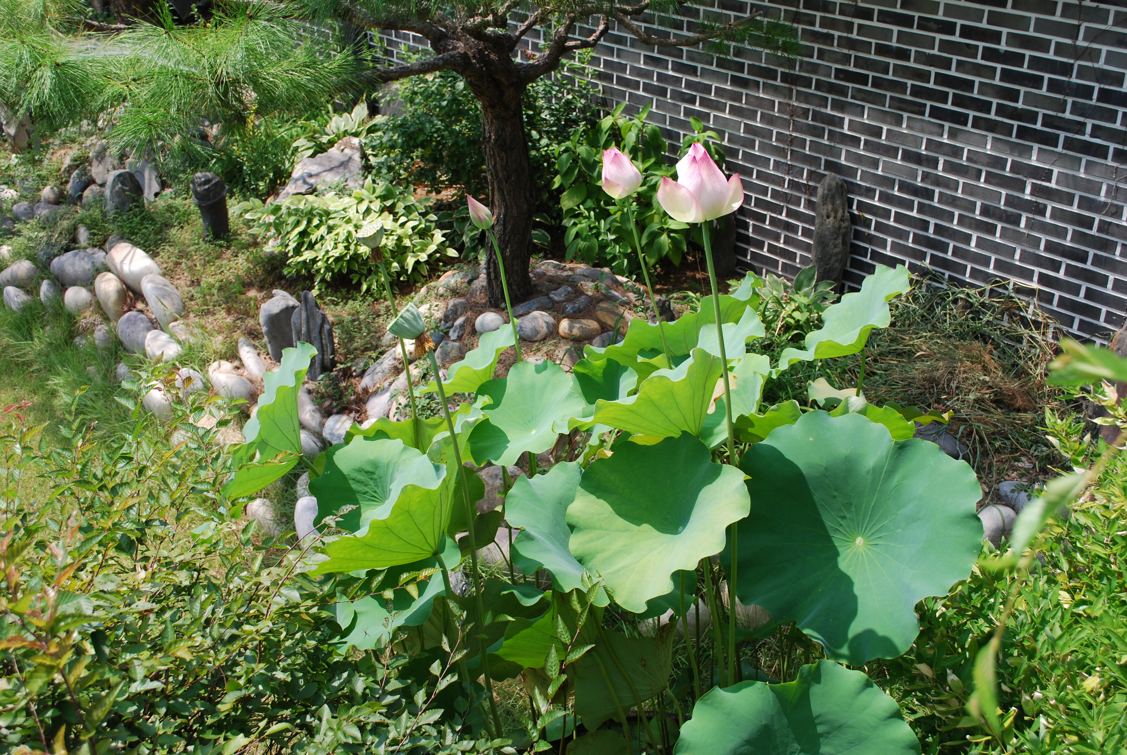 대한불교조계종 대원사