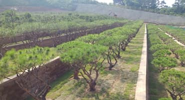 서호추모공원 자연장지