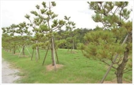 고창푸른숲자연장